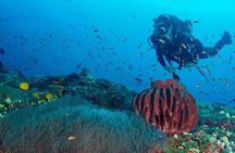 Try Scuba Diving In Havlock
