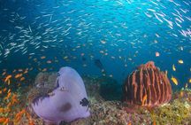 Try Scuba Diving In Havlock
