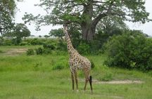 2 Day Safari To Mikumi National Park + transfers from Dar Es Salam