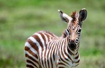 5 days Tanzania wilderness Camping tour.