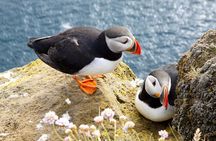 Small Group - Cliffs Cruise, Aran Islands AND Connemara in One Day from Galway