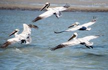 Red Boat Tours - Dolphin Odyssey and Sightseeing Tour