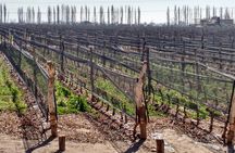 Uco Valley Wine Tour
