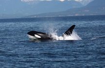 Vancouver Whale Watch Tour with Guide