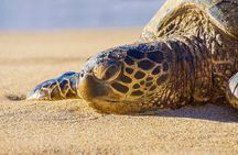 Private Shore Excursion: Best Highlights of Maui