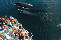 Whales and Sea lions watching at Peninsula de Valdes - PUERTO MADRYN
