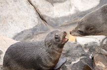 Kangaroo Island Luxury Small Group 'Flinders Chase Focus' Full Day Tour