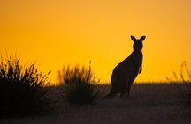 Kangaroo Island Luxury Small Group 'Flinders Chase Focus' Full Day Tour