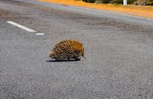 Kangaroo Island Luxury Small Group 'Flinders Chase Focus' Full Day Tour