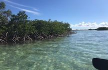 Mangrove & Iguana Clear Kayak Tour