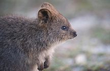 Rottnest Island Bayseeker Tour