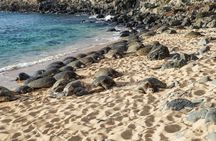 Private Shore Excursion: Best Highlights of Maui