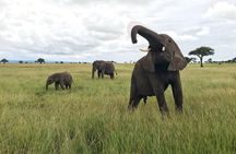 2 nights 3 days safari to mikumi national park