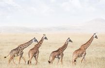 tarangire & ngorongoro 2 days tour