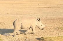 6 Days of Kenyan Wonders: Amboseli, Lake Nakuru, and Masai Mara