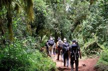 8-Day Mount Kilimanjaro Lemosho Route Trek