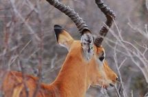 4 Days Exciting Camping Safaris Serengeti Tanzania