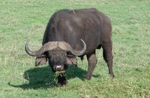 4 Days Exciting Camping Safaris Serengeti Tanzania