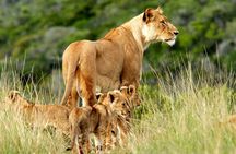 Masai Mara & Lake Nakuru Safari tour: 4-Day Kenya Adventure