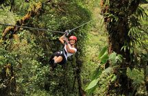 Rainforest Canopy Zipline & Hanging Bridges Tour From Monteverde