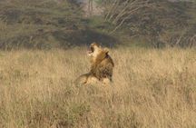 Nairobi National Park Tour