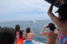 Private Whale Watching Tour – 27ft Proline | Pearl Islands