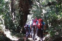 Kilimanjaro Marangu Route Day Tour