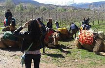 Private Day Trip from Marrakech: Camel Ride and Hike in the High Atlas Mountains