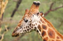 Lake Nakuru park/LakeNaivasha boat ride Riftvalley Day trip