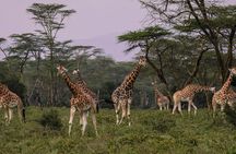 Lake Nakuru Day Tour From Nairobi