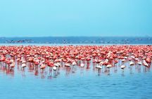 Lake Nakuru park/LakeNaivasha boat ride Riftvalley Day trip