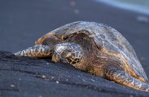 Big Island Highlights: Volcano, Black Sands & Waterfall