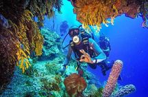 Scuba Diving at Catalina Island - 2 tank | 2 spots
