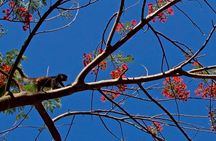Wild Monkey Adventure (Private, Full Day)