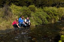 Milford Sound Day Tour and Cruise from Queenstown 