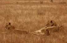  5 hours Nairobi national park drive