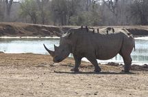 Full-Day Hlane Royal National Park Safari from Manzini