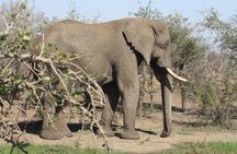 Full-Day Hlane Royal National Park Safari from Manzini