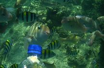 Snorkeling Tour to Amazing Coral Garden in South Gilies