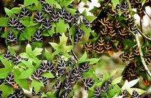 Discover Rhodes: Filerimos, Butterflies, Kameiros, Prof guide