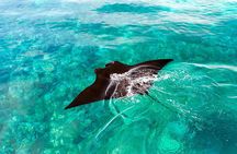 One day Komodo trip with Bintang Komodo Tours