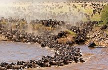 3 days 2 nights Masai Mara Budget safari from Nairobi