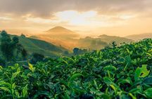 Garden of Nature - Cameron Highlands Full Day Tour