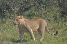 2 Nights/3days Budget Package Maasai Mara In Self Contained Tented Camps