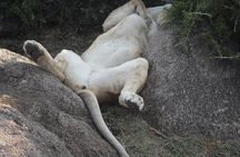  Nairobi park Tour 6.A.M-11.AM