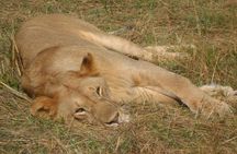 Half Day :safari Game Drive At Nairobi Park/elephant Sanctuary/giraffe Centre