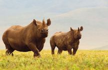 6 Days Serengeti Safari(hiking waterfalls &coffee tour) 