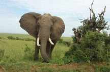  Day Tour Amboseli Park From Nairobi