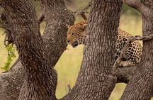 Big 5 Kruger National Park 2 Days Safari from Johannesburg