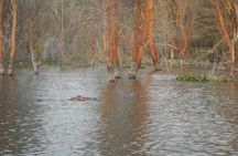 Lake Nakuru National Park Day Tour Via Lake Naivasha